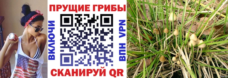 Псилоцибиновые грибы прущие грибы  KRAKEN ТОР  Сегежа 